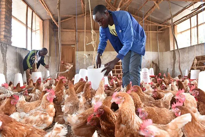 Poultry Jobs In USA For Foreigners